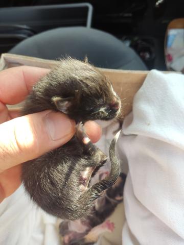 E-85-2 (08-06-2023) Paredes de Nava