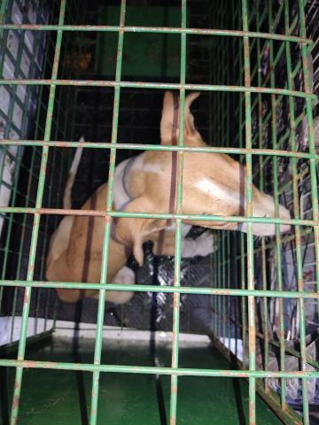 E-91 (26-06-2023) Monzon de Campos