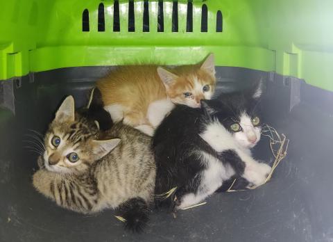 E-92-2 (26-06-2023) Vertavillo