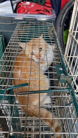 E-94-2 (28-06-2023) Vertavillo