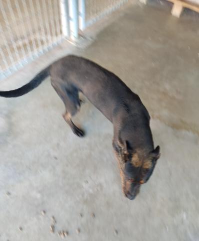 E-95 (28-06-2023) Manquillos