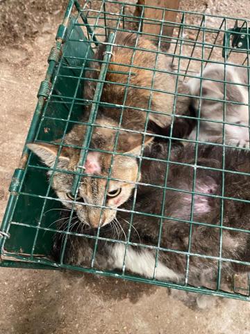 E-96-2 (30-06-2023) Vertavillo