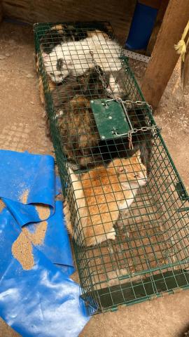 E-98-1 (03-07-2023) Vertavillo