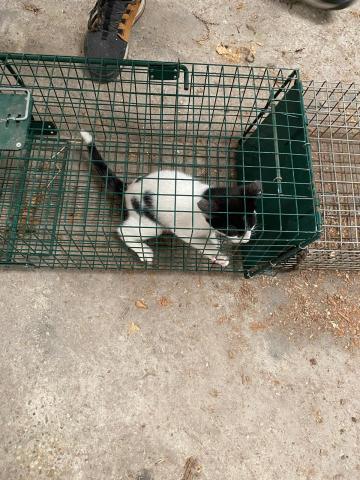 E-98-2 (03-07-2023) Vertavillo