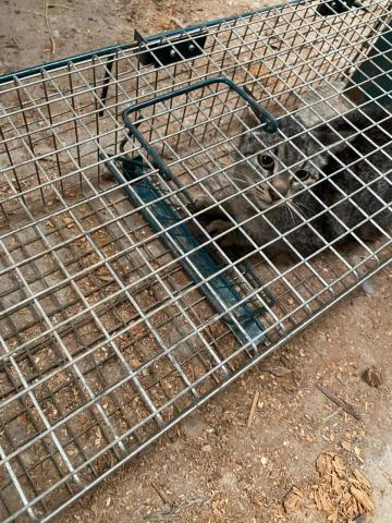 E-98-3 (03-07-2023) Vertavillo