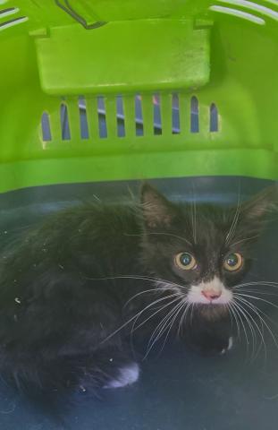 E-129 (28-08-2023) Lantadilla