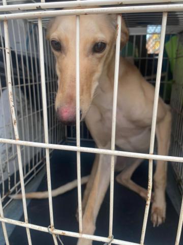 E-28P (04-01-2024) Pedraza de Campos