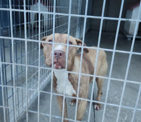 E-29P (09-01-2024) Castromocho