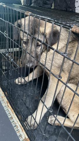 E-32P (26-01-2024) Triollo