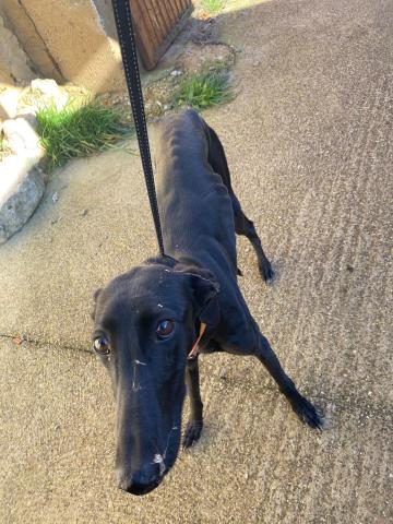 E-34P-1 (16-02-2024) Tamara de Campos