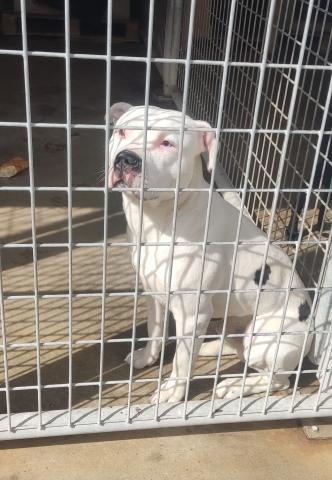 E-38P (09-03-2024) Reinoso de Cerrato