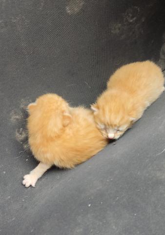 E-43P (02-04-2024) Paredes de Nava