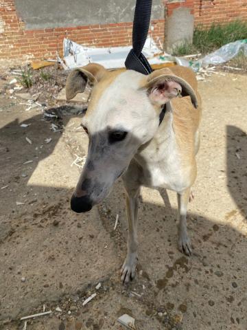 E-46P (05-04-2024) Villada