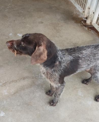 Foto Drathaar capturado en Itero de la Vega