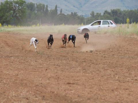 Galgos Torneo Provincial