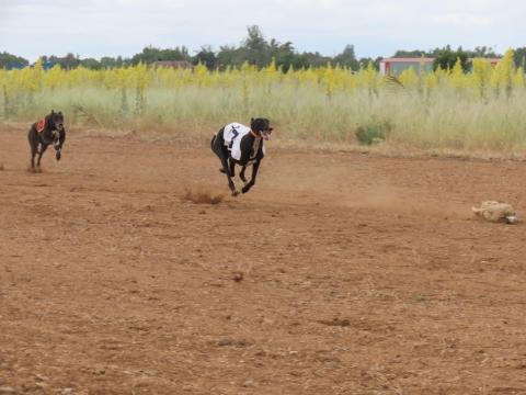 Galgos Torneo Provincial