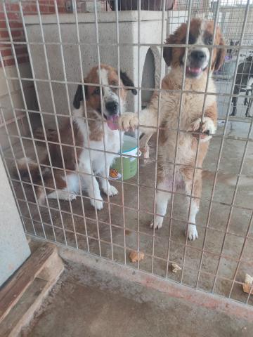 E-77(21/08/2024)CASCÓN DE LA NAVA