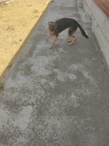 E-76(21/08/2024)FRÓMISTA