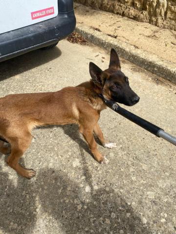 E-81(06/09/2024)BOADA DE CAMPOS.jpg