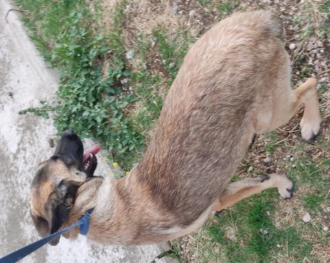 PASTOR BELGA MACHE RECOGIDO EN HERRERA DE PISUERGA