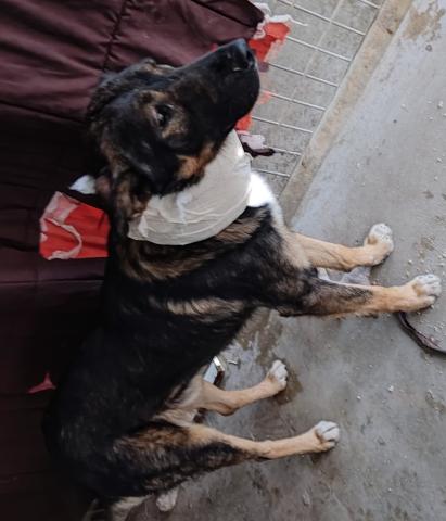 MACHO ATIGRADO CERVERA DE PISUERGA