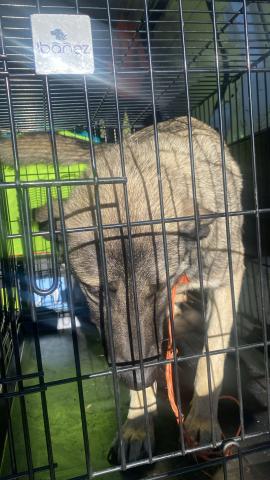 HEMBRE MIXTA DE PASTOR ALEMÁN 20241106