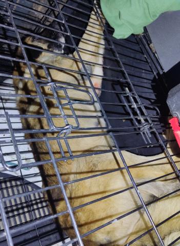 CRUCE DE MASTIN PAREDES DE NAVA 20241203