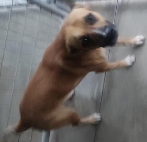 PITBULL POLENTINOS 20241017