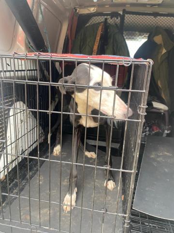 GALGO RECOGIDO EN VILLADA EL 18/12/2024