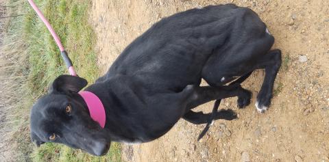 HEMBRA DE GALGO NEGRA FROMISTA 2024