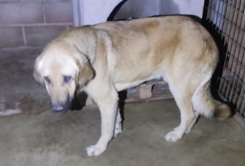 MASTIN CAPTURADO EN AGUILAR DE CAMPOO 09012025