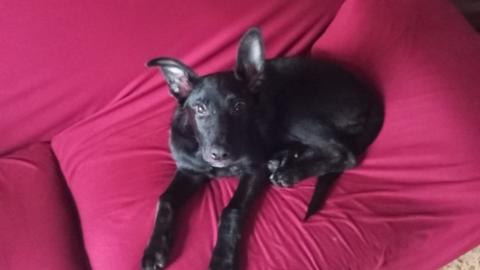 PERRO TAMAÑO PEQUEÑO NEGRO CARRIÓN D ELOS CONDES 09012024