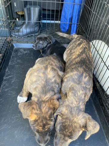 DOS MACHOS Y UNA HEMBRA ATIGRADOS AUTILLA DEL PINO 20241018