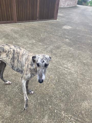 GALGO ATIGRADO BLANCO Y NEGRO ARCONADA 23012025