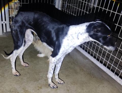 CRUCE MACHO BLANCO Y NEGRO 11022025 TORREMORMOJÓN