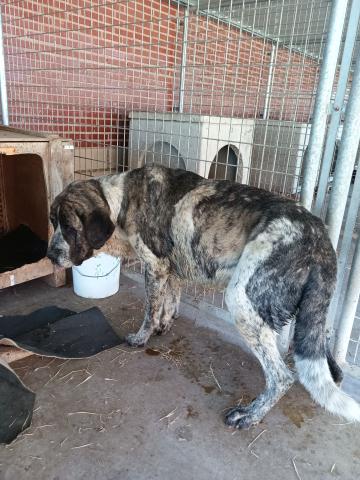 E-64(21/07/2025)CERVERA DE PISUERGA.jpg