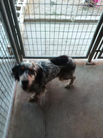 E-77(14/10/2025)HERRERA DE PISUERGA.jpg