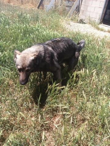 E-63(27/06/2025)CERVERA DE PISUERGA.jpg
