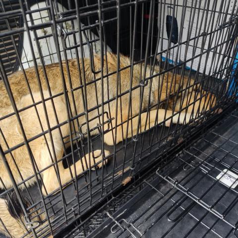 E-53 (11/04/2025) FUENTES DE NAVA.jpg