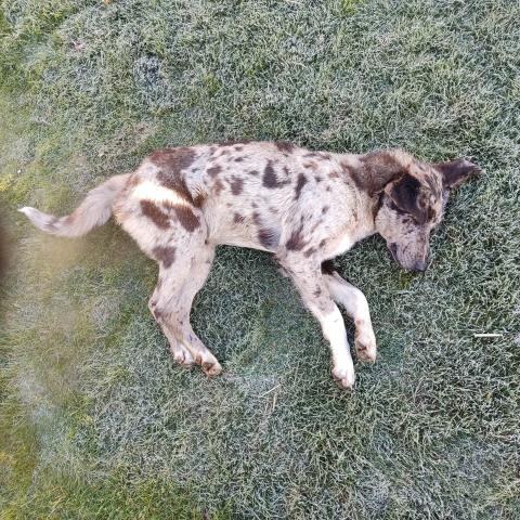 E-55 (18/04/2025) FUENTES DE NAVA.jpg