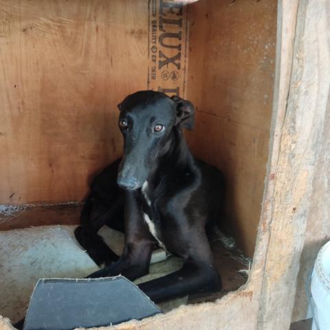 E-60(18/06/2025) ABASTAS.jpg