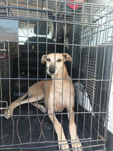 E-66(21/08/2025)CEVICO DE LA TORRE.jpg