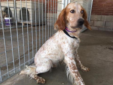 E-150 (06-09-2019) Amayuelas de Ojeda 