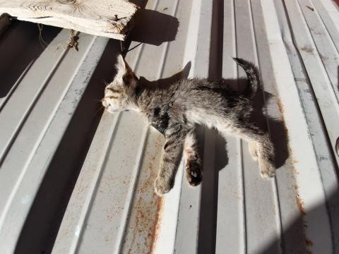 E-159 (02-10-2019) Carrión de los Condes