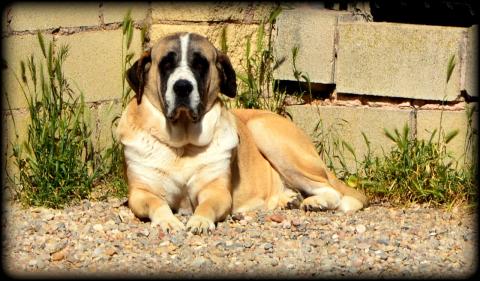 E-160 (02-10-2019) Villabellaco