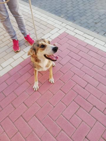 E-151 (18-09-2019) Husillos