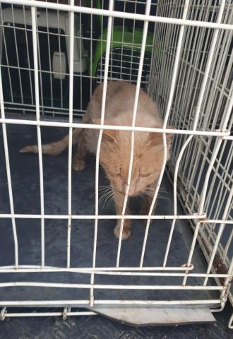 E-168 (06-11-2019) Tamara de Campos