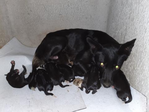 E-170 (15-11-2019) Buenavista de_Valdavia.