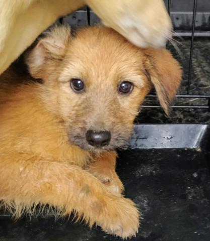 E-174-2 (27-11-2019) Paredes de Nava