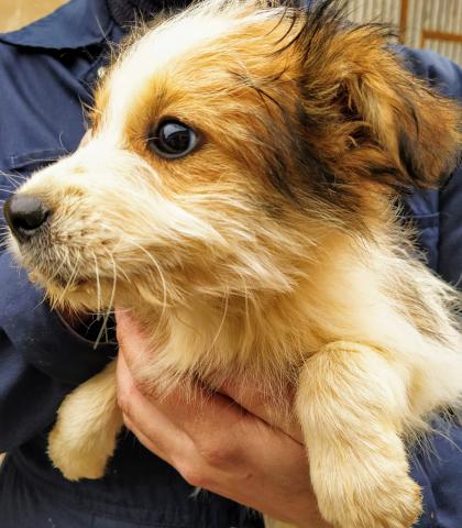 E-174-3 (27-11-2019) Paredes de Nava